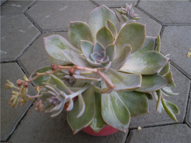 sukulent